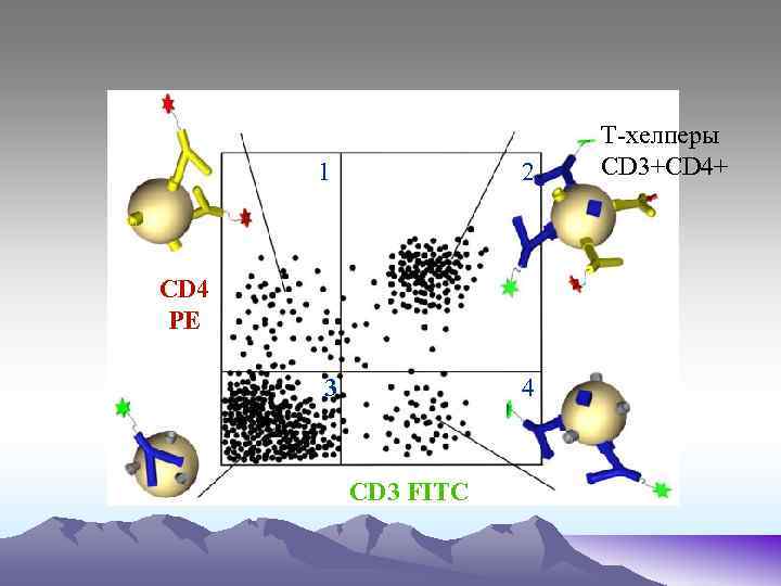 1 2 3 4 СD 4 PE CD 3 FITC T-хелперы CD 3+CD 4+