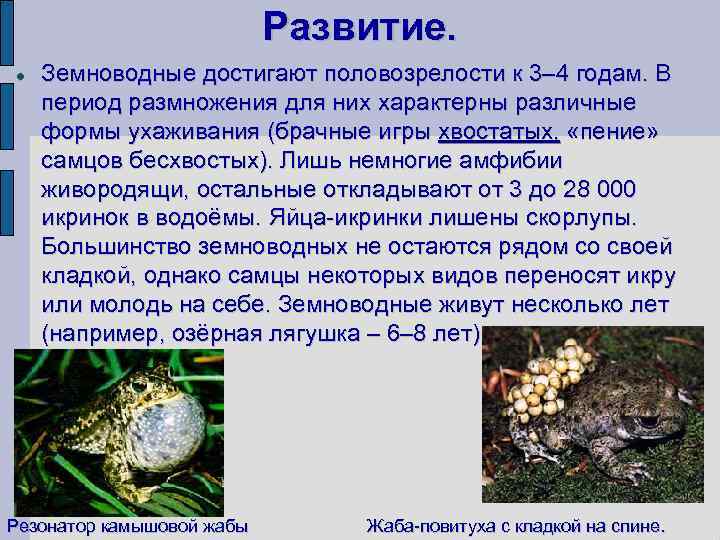 Развитие. Земноводные достигают половозрелости к 3– 4 годам. В период размножения для них характерны