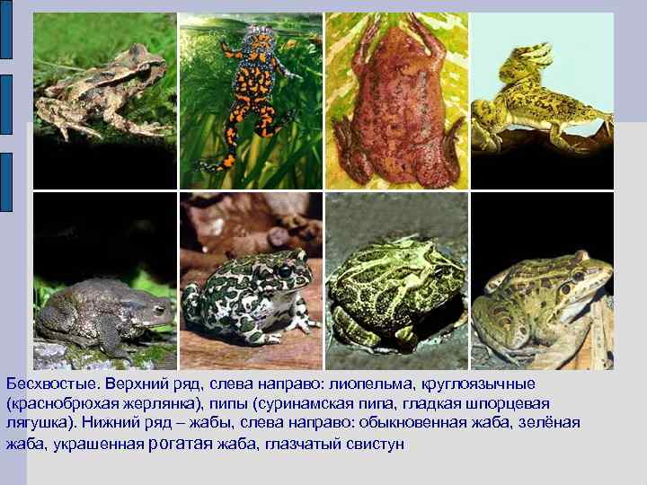 Бесхвостые. Верхний ряд, слева направо: лиопельма, круглоязычные (краснобрюхая жерлянка), пипы (суринамская пипа, гладкая шпорцевая
