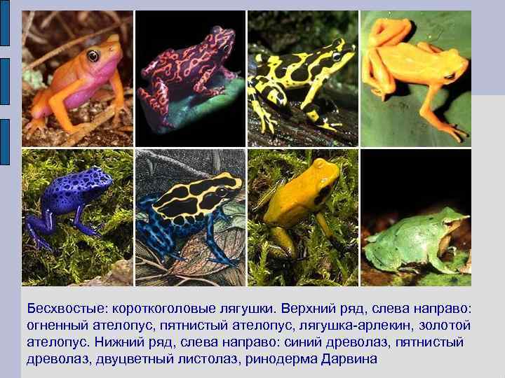 Бесхвостые: короткоголовые лягушки. Верхний ряд, слева направо: огненный ателопус, пятнистый ателопус, лягушка арлекин, золотой