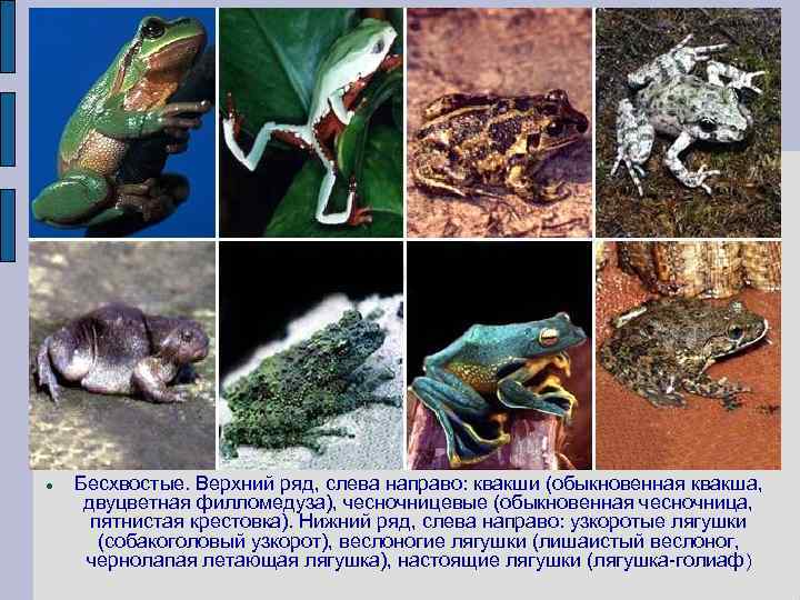  Бесхвостые. Верхний ряд, слева направо: квакши (обыкновенная квакша, двуцветная филломедуза), чесночницевые (обыкновенная чесночница,
