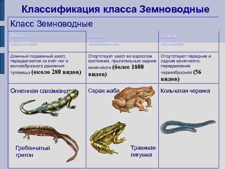 Классификация класса Земноводные Класс Земноводные Отряд Хвостатые Отряд Бесхвостые Отряд Безногие Длинный подвижный хвост,