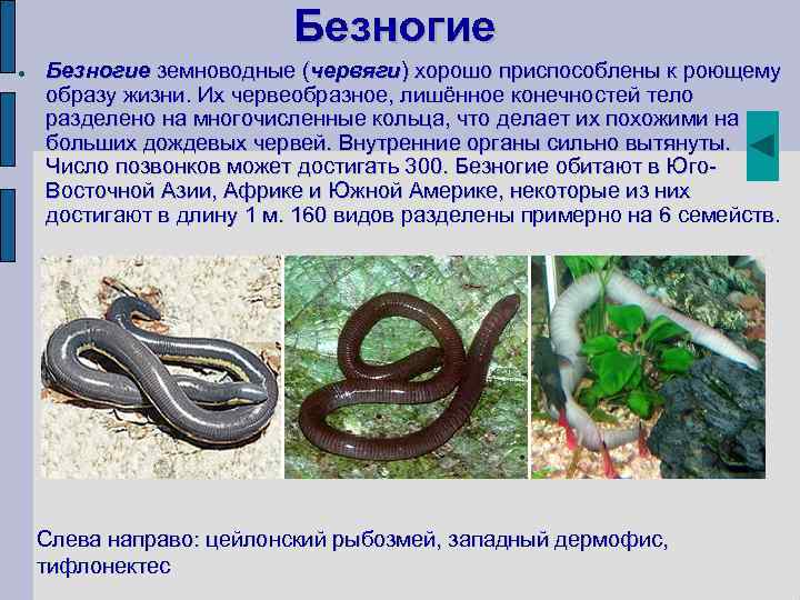 Безногие земноводные (червяги) хорошо приспособлены к роющему образу жизни. Их червеобразное, лишённое конечностей тело