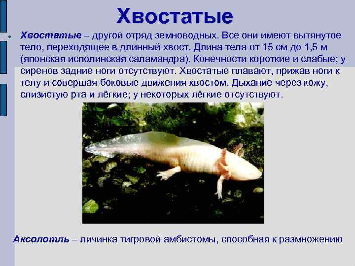 Хвостатые – другой отряд земноводных. Все они имеют вытянутое тело, переходящее в длинный хвост.