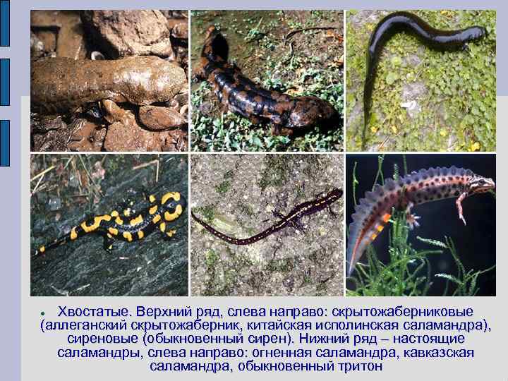 Хвостатые. Верхний ряд, слева направо: скрытожаберниковые (аллеганский скрытожаберник, китайская исполинская саламандра), сиреновые (обыкновенный сирен).