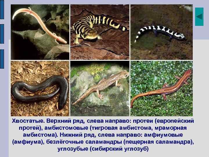 Хвостатые. Верхний ряд, слева направо: протеи (европейский протей), амбистомовые (тигровая амбистома, мраморная амбистома). Нижний