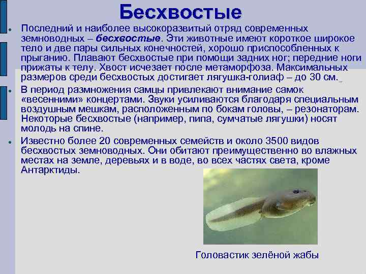 Бесхвостые Последний и наиболее высокоразвитый отряд современных земноводных – бесхвостые. Эти животные имеют короткое