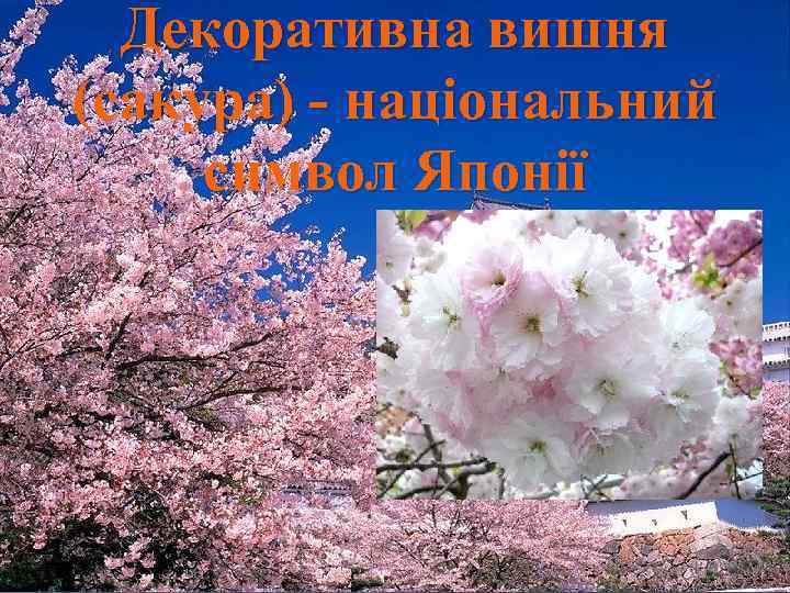 Декоративна вишня (сакура) - національний символ Японії 