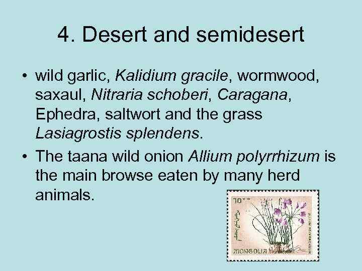 4. Desert and semidesert • wild garlic, Kalidium gracile, wormwood, saxaul, Nitraria schoberi, Caragana,