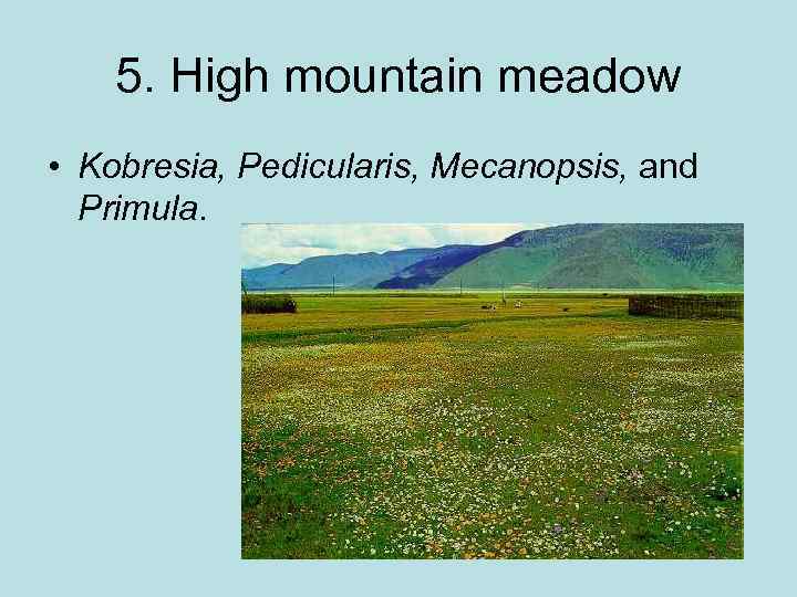5. High mountain meadow • Kobresia, Pedicularis, Mecanopsis, and Primula. 