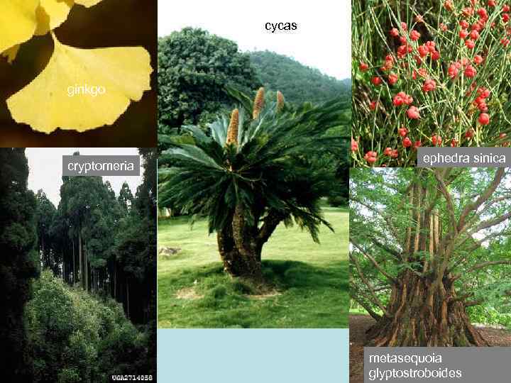 cycas ginkgo cryptomeria ephedra sinica metasequoia glyptostroboides 