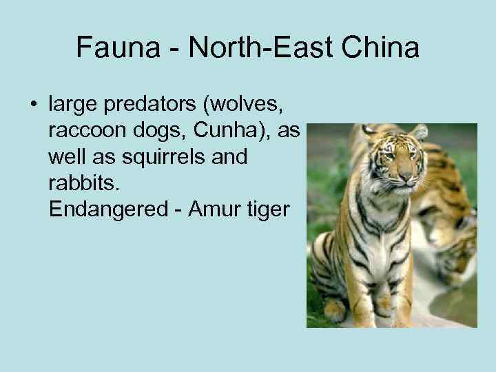 Fauna - North-East China • large predators (wolves, raccoon dogs, Cunha), as well as