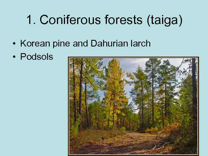 1. Coniferous forests (taiga) • Korean pine and Dahurian larch • Podsols 