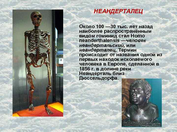 НЕАНДЕРТАЛЕЦ Около 100 — 30 тыс. лет назад наиболее распространённым видом гоминид стал Homo