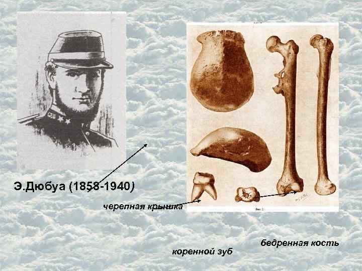 Э. Дюбуа (1858 -1940) черепная крышка коренной зуб бедренная кость 