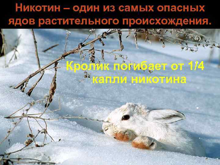 Никотин – один из самых опасных ядов растительного происхождения. Кролик погибает от 1/4 капли