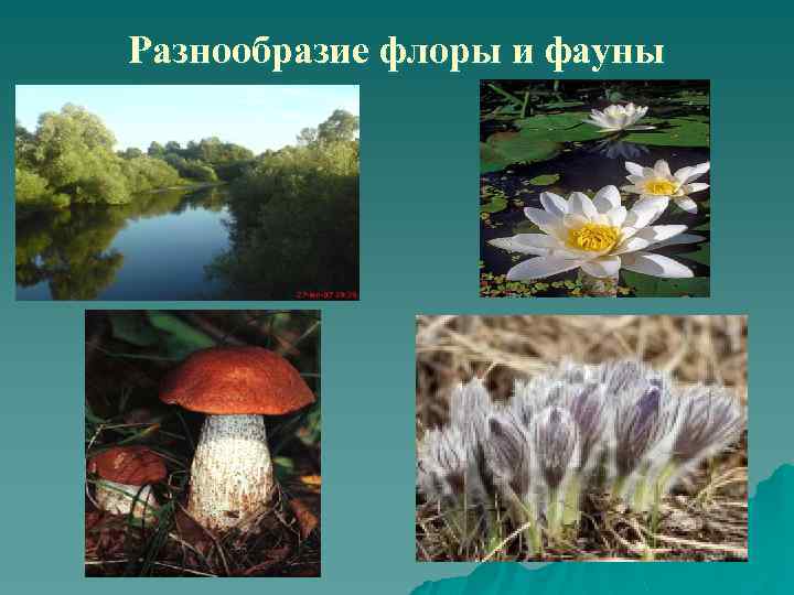 Разнообразие флоры и фауны 
