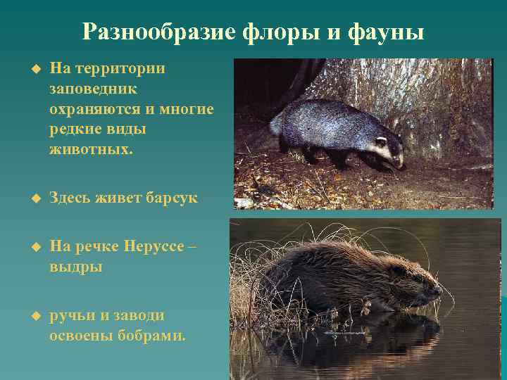Разнообразие флоры и фауны u На территории заповедник охраняются и многие редкие виды животных.