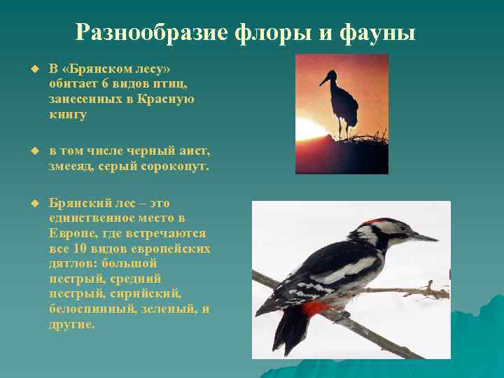 Разнообразие флоры и фауны u В «Брянском лесу» обитает 6 видов птиц, занесенных в