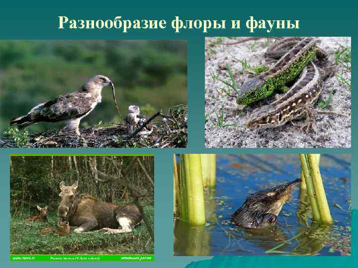 Разнообразие флоры и фауны 