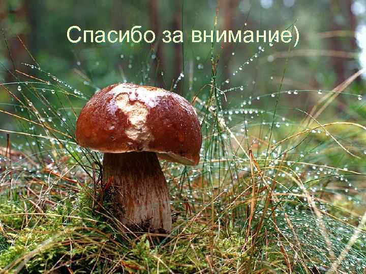 Спасибо за внимание) 