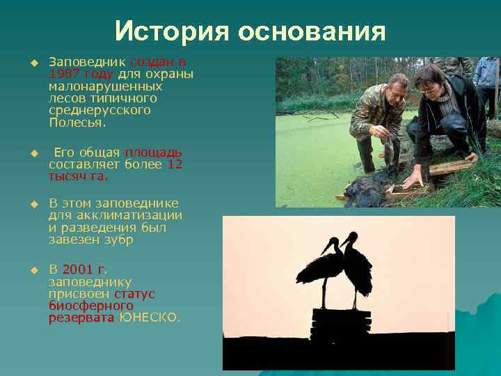 История основания u Заповедник создан в 1987 году для охраны малонарушенных лесов типичного среднерусского