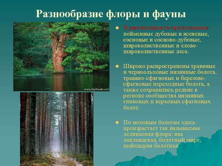 Разнообразие флоры и фауны u В растительности представлены пойменные дубовые и ясеневые, сосновые и