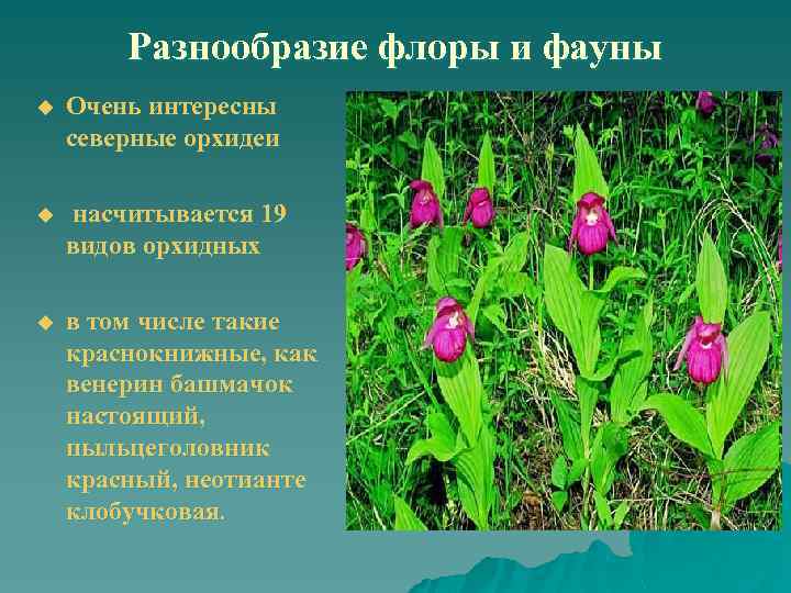 Разнообразие флоры и фауны u Очень интересны северные орхидеи u насчитывается 19 видов орхидных