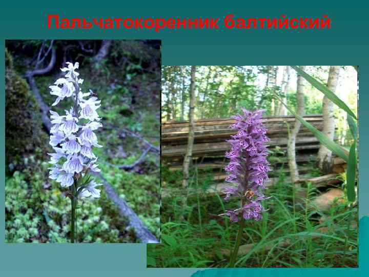 Пальчатокоренник балтийский 