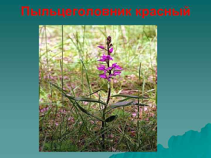 Пыльцеголовник красный 