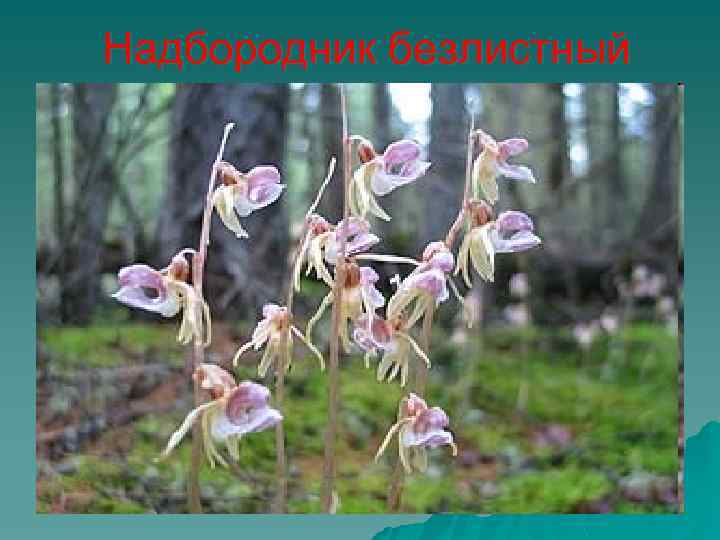 Надбородник безлистный 