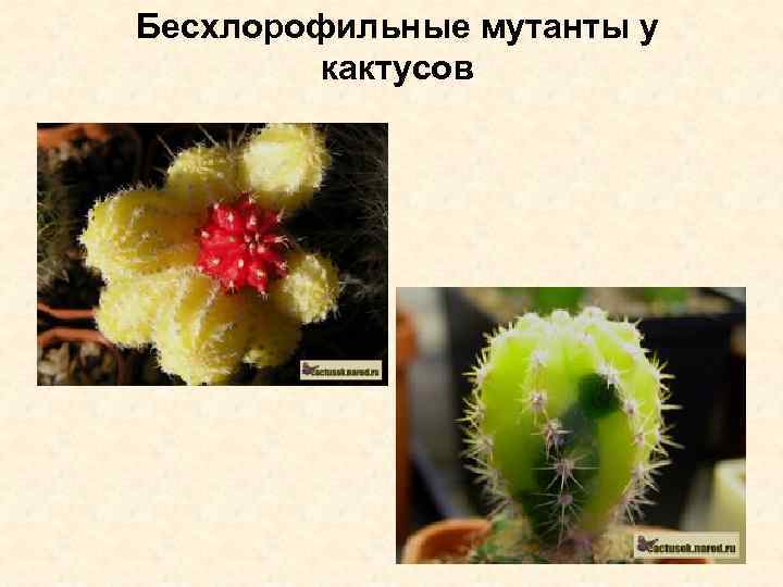Бесхлорофильные мутанты у кактусов 