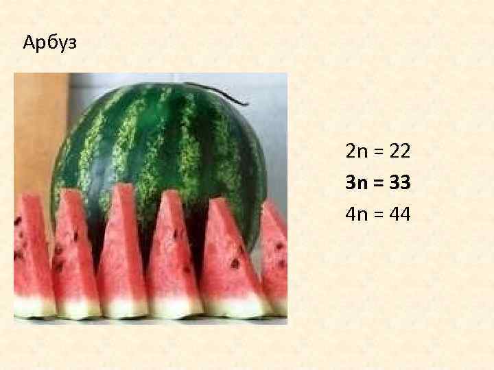 Арбуз 2 n = 22 3 n = 33 4 n = 44 