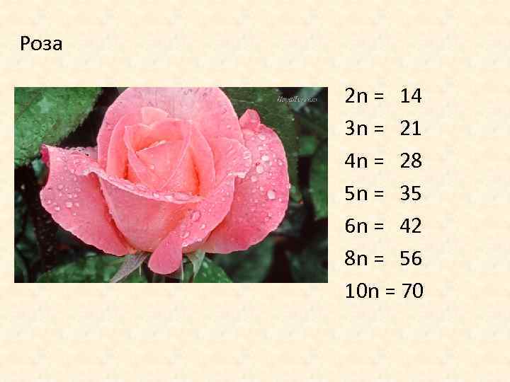 Роза 2 n = 14 3 n = 21 4 n = 28 5