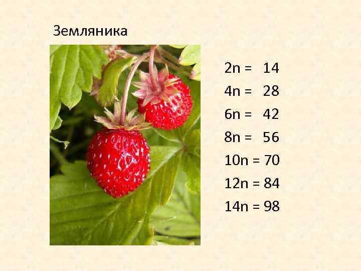 Земляника 2 n = 14 4 n = 28 6 n = 42 8
