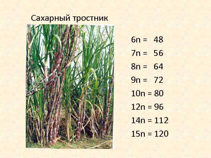 Сахарный тростник 6 n = 48 7 n = 56 8 n = 64