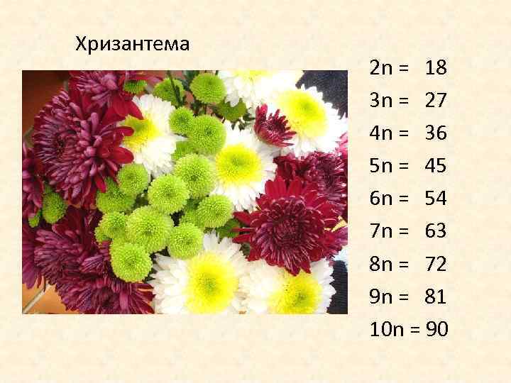 Хризантема 2 n = 18 3 n = 27 4 n = 36 5