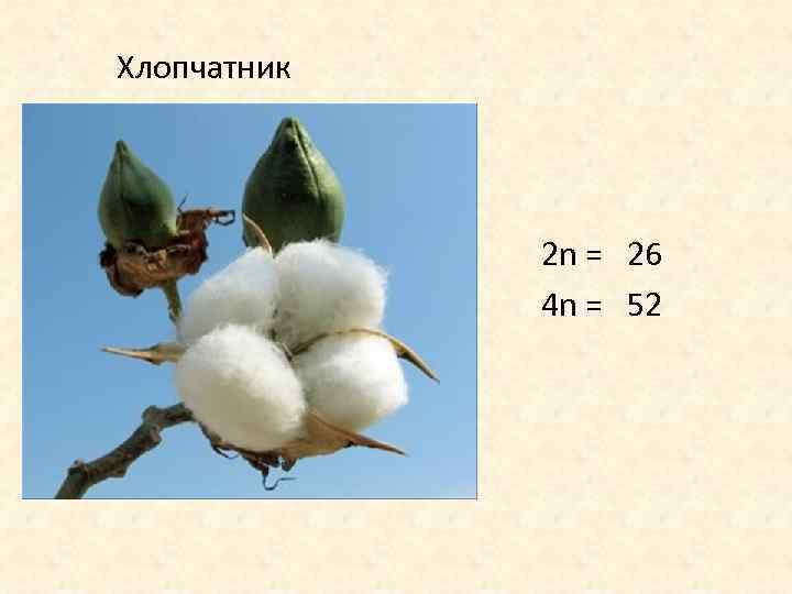 Хлопчатник 2 n = 26 4 n = 52 