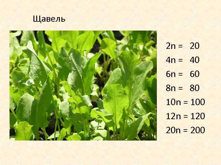 Щавель 2 n = 20 4 n = 40 6 n = 60 8