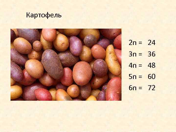 Картофель 2 n = 3 n = 4 n = 5 n = 6