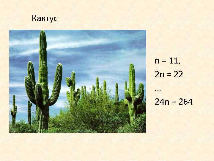 Кактус n = 11, 2 n = 22 … 24 n = 264 