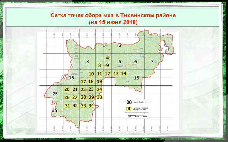 Сетка точек сбора мха в Тихвинском районе (на 15 июня 2010) 