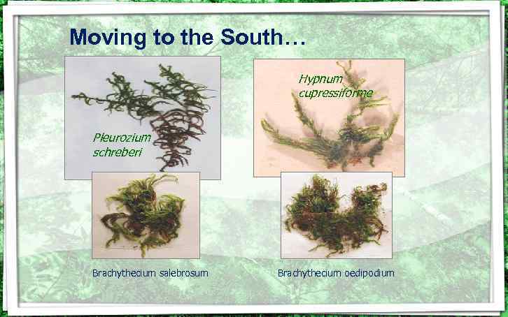 Moving to the South… Hypnum cupressiforme Pleurozium schreberi Brachythecium salebrosum Brachythecium oedipodium 