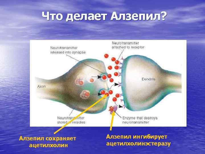 Что делает Алзепил? Алзепил сохраняет ацетилхолин Алзепил ингибирует ацетилхолинэстеразу 