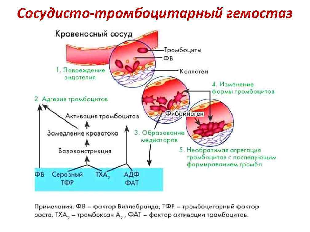 Механизмы тромбов. Механизм тромбоцитарно-сосудистого гемостаза. Этапы сосудисто-тромбоцитарного гемостаза. Этапы сосудисто-тромбоцитарного гемостаза схема. Схема сосудисто-тромбоцитарного механизма образования тромба.