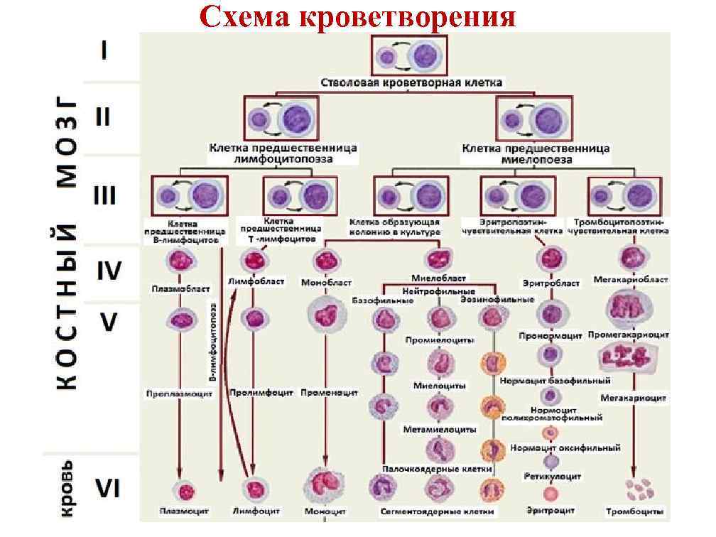 Схема воробьева и черткова