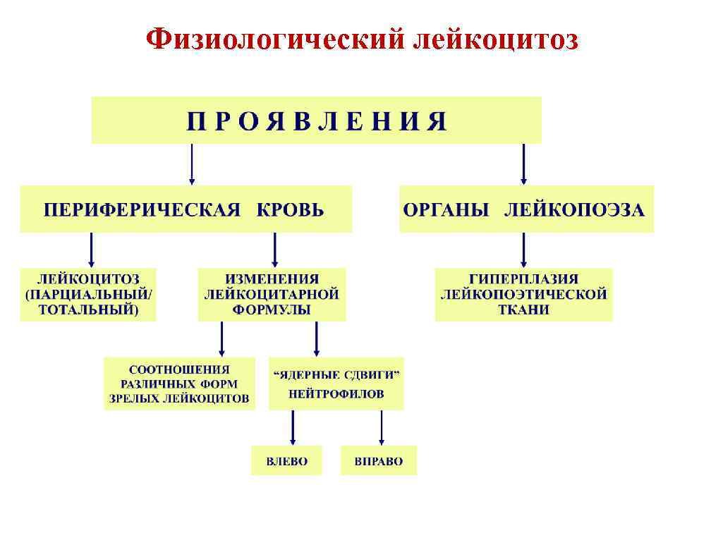 Физиологический лейкоцитоз 