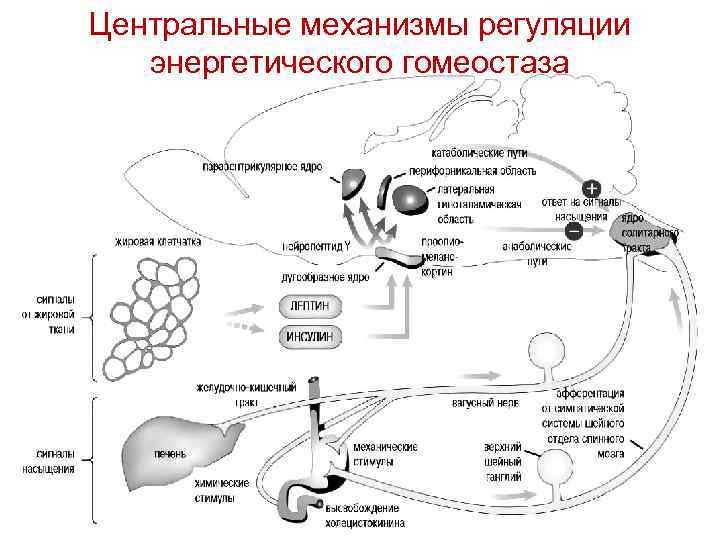 Центральные механизмы регуляции энергетического гомеостаза 