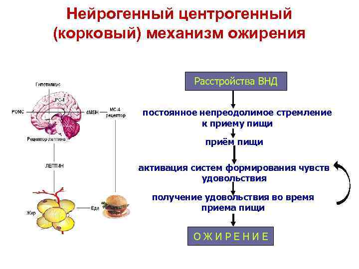 Нейрогенный центрогенный (корковый) механизм ожирения Расстройства ВНД постоянное непреодолимое стремление к приему пищи приём