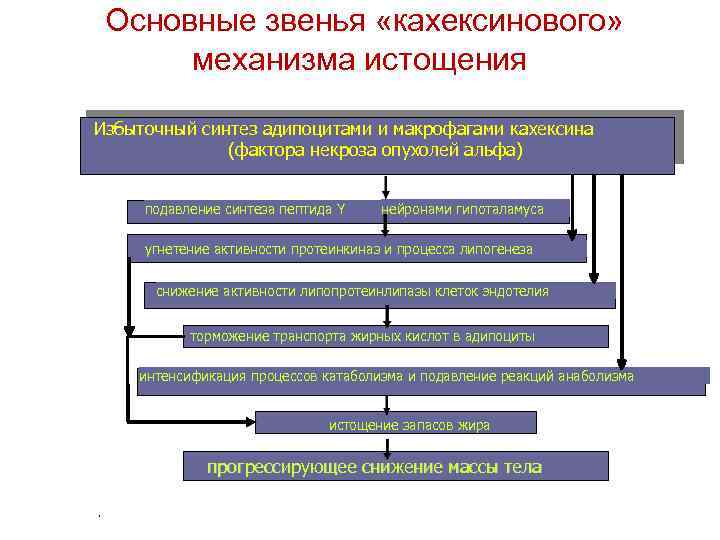  Основные звенья «кахексинового» механизма истощения Избыточный синтез адипоцитами и макрофагами кахексина (фактора некроза